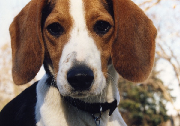 Ten Things Fido Would Tell You if He Could Talk