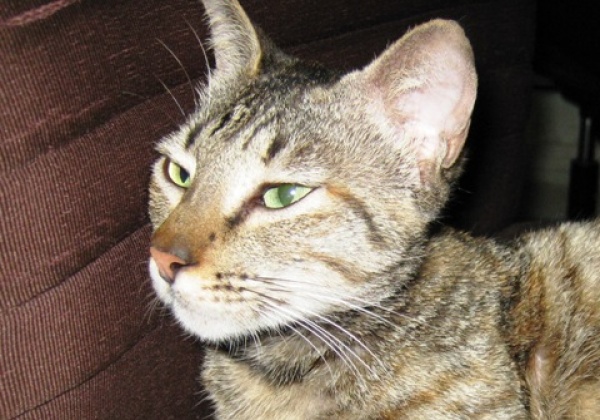 Feline Body Language Tips