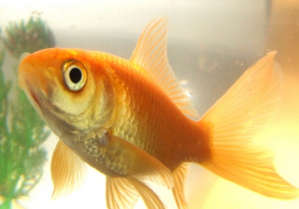 Don’t Flush the Finned Ones