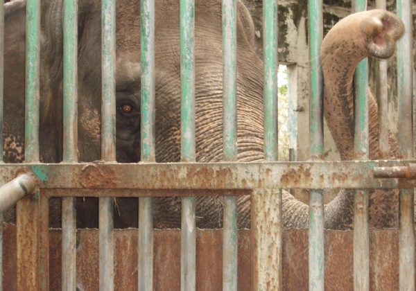 Meet Saigon, Australia’s Last Living ‘Circus Elephant’
