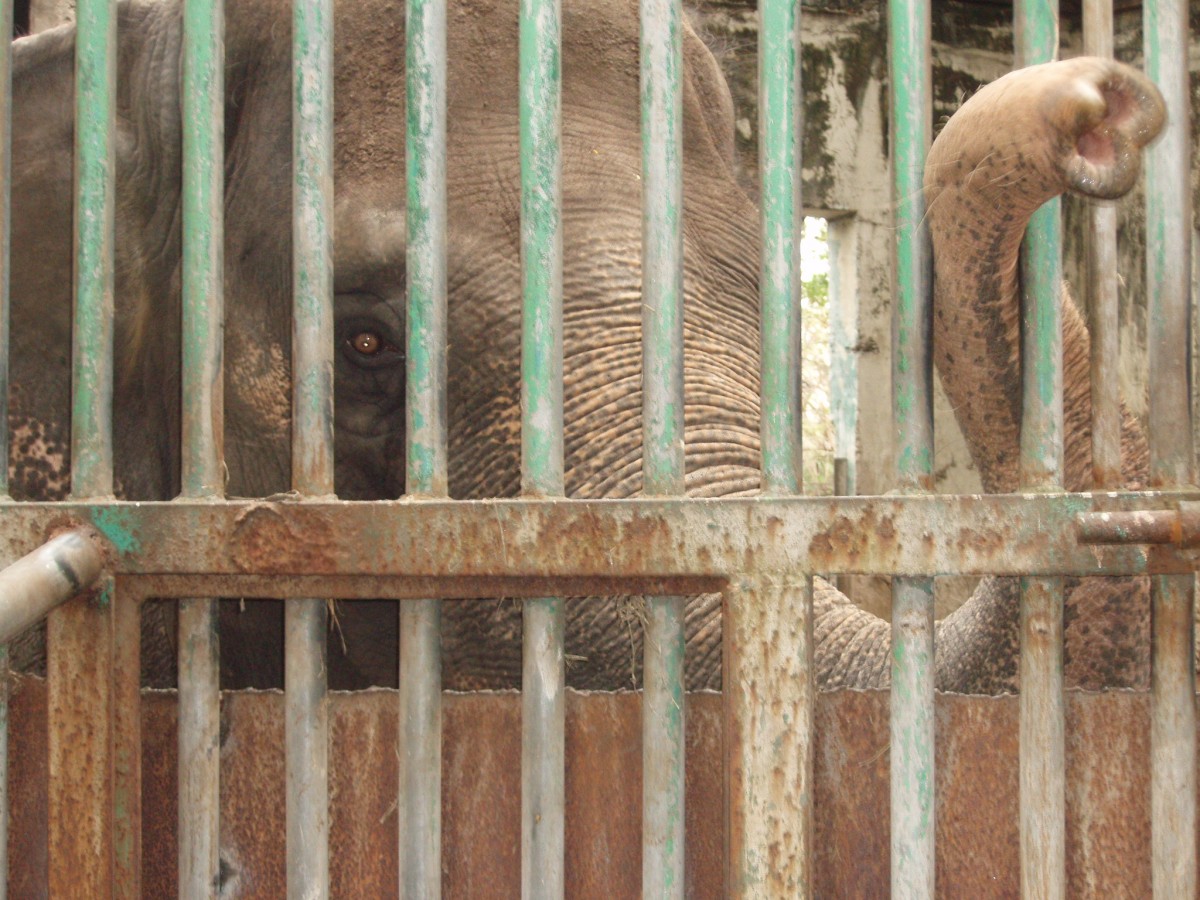 Meet Saigon, Australia’s Last Living ‘Circus Elephant’