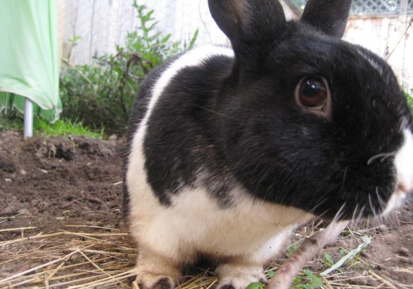 Victory! Rachel Gilbert Goes Fur-Free!