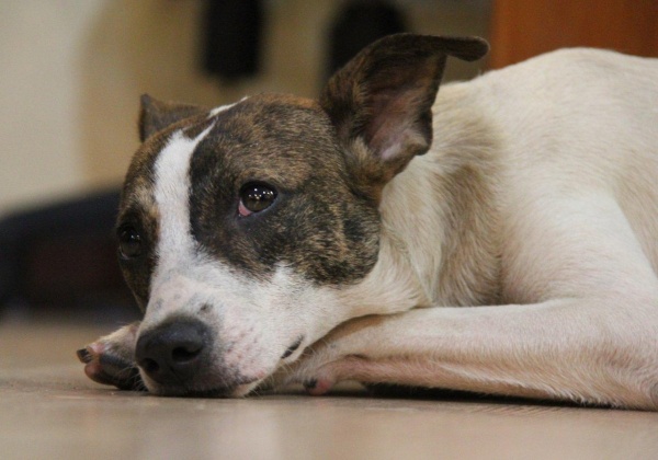 Dogs Tortured in Kota Kinabalu