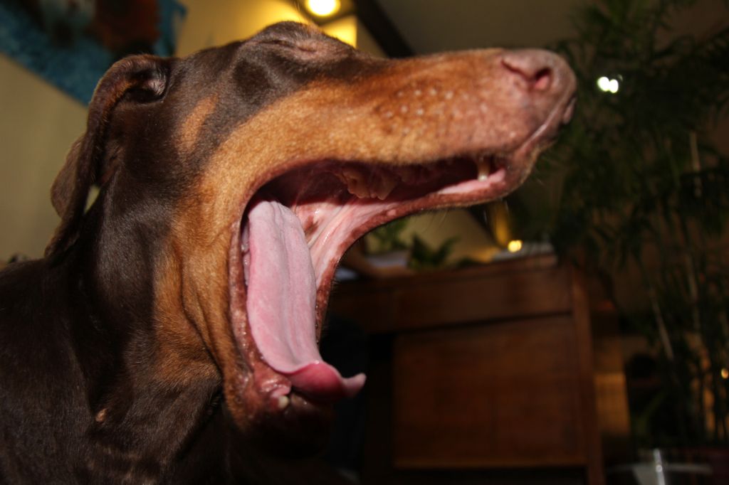 YAWN! It's a dog's life—that's for sure. She enjoys her walks, but when it's raining outside, she loves to put up a fight.