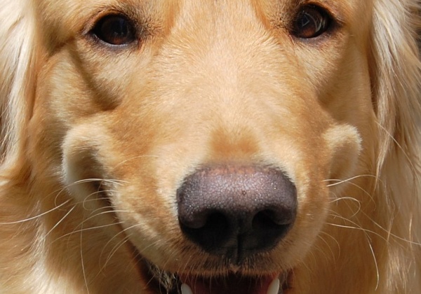 Would You BBQ Your Dog?