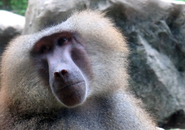 A Victory for Baboons!