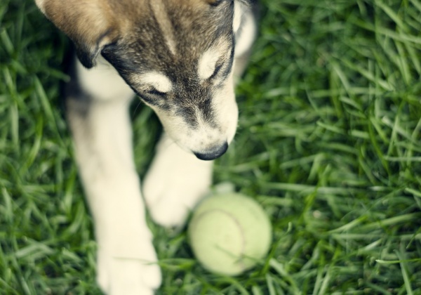 Start Pups Off on the Right Paw With Positive Training