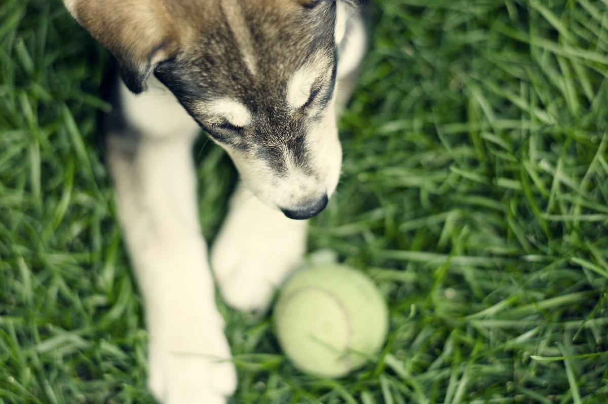 Start Pups Off on the Right Paw With Positive Training