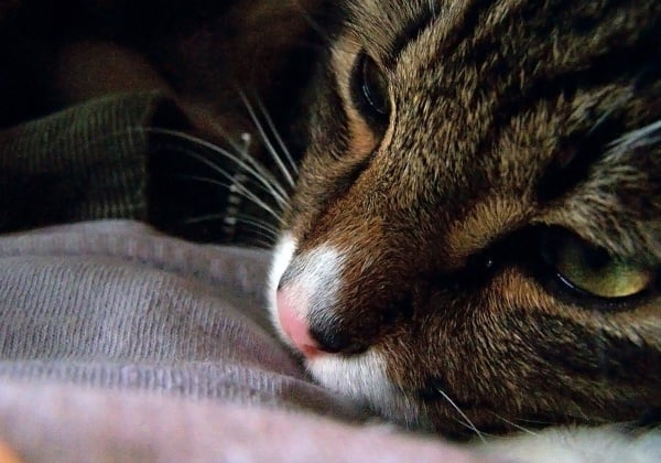 Animals and Grief