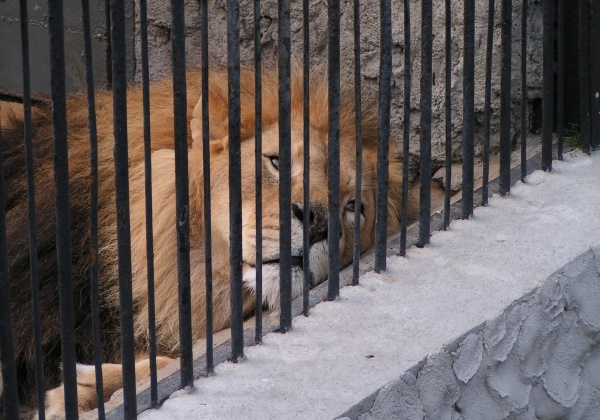 Zoos Are Not Conservationists