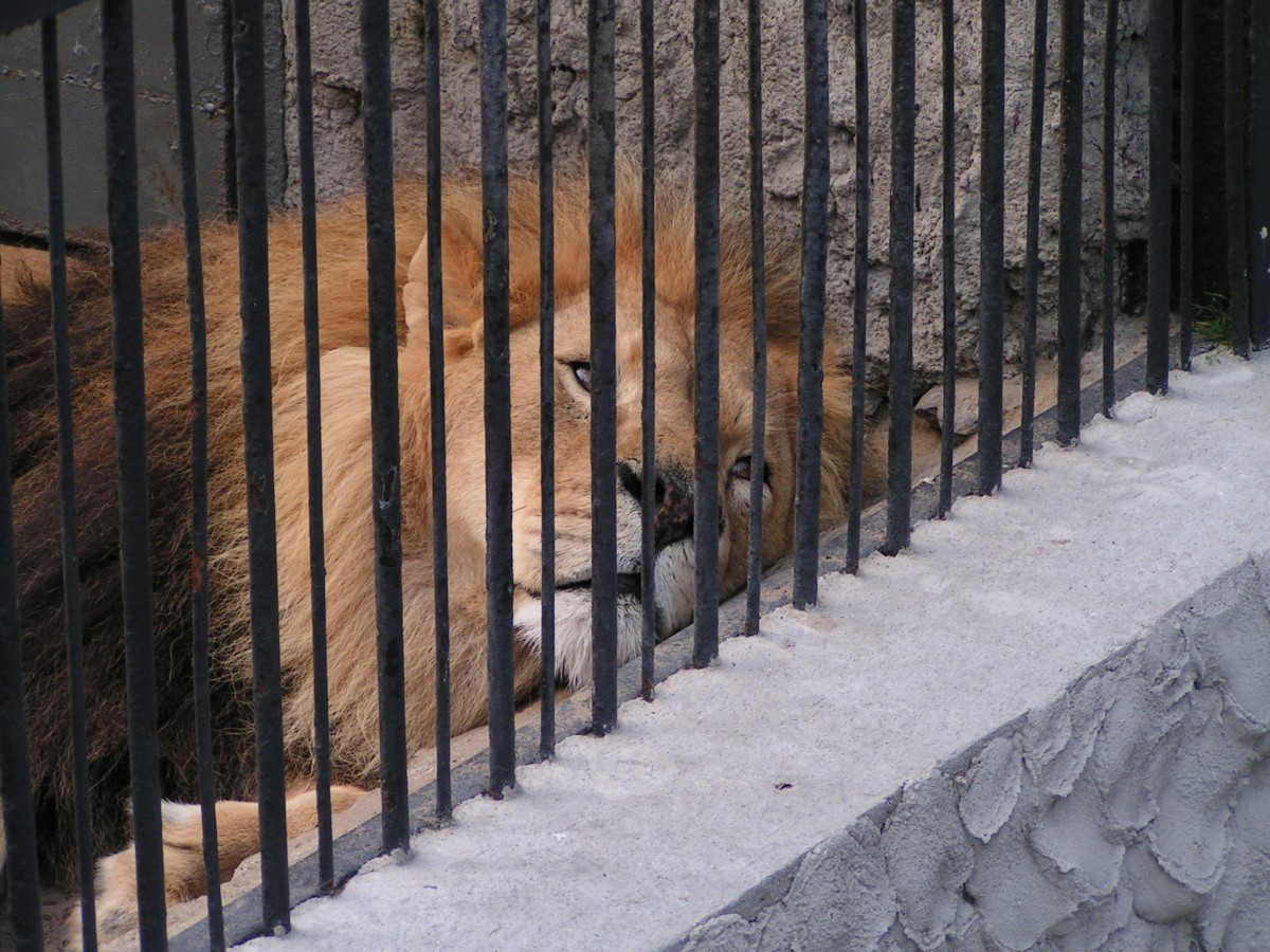 Zoos Are Not Conservationists - News - PETA Asia Zoos Are Not Conservationists - News - PETA Asia