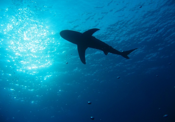 Sharks—They Aren’t Out to Get Us!