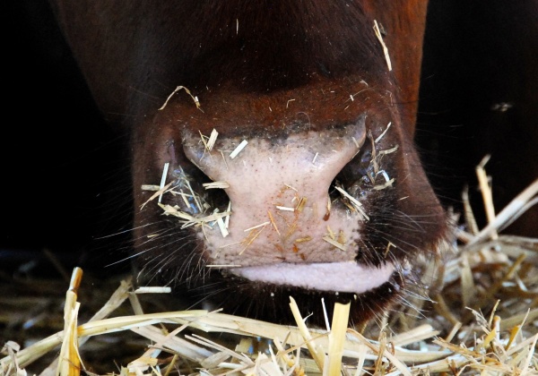 What Does Your Meat Eat?