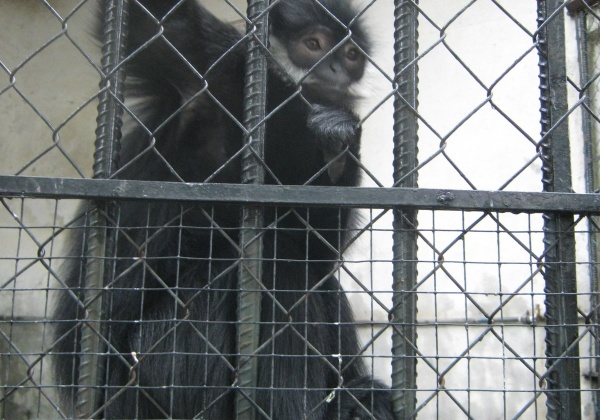 Appalling Animal Attractions, Part 1: Macau’s Flora Park