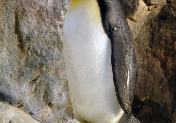 The Only Animal Who Wears a Tuxedo!