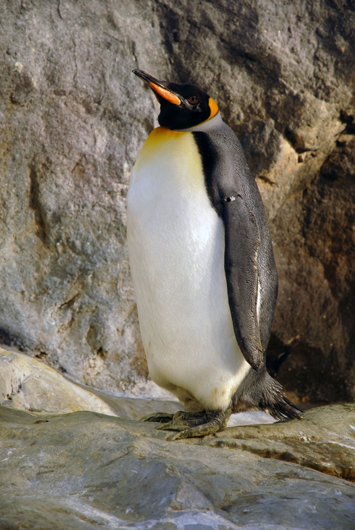The Only Animal Who Wears a Tuxedo! - News - PETA Asia The Only Animal Who Wears a Tuxedo! - News - PETA Asia