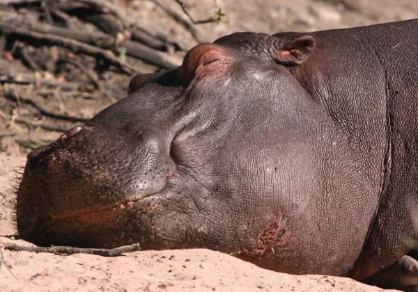 Keep Wild Animals Out of Your Backyard