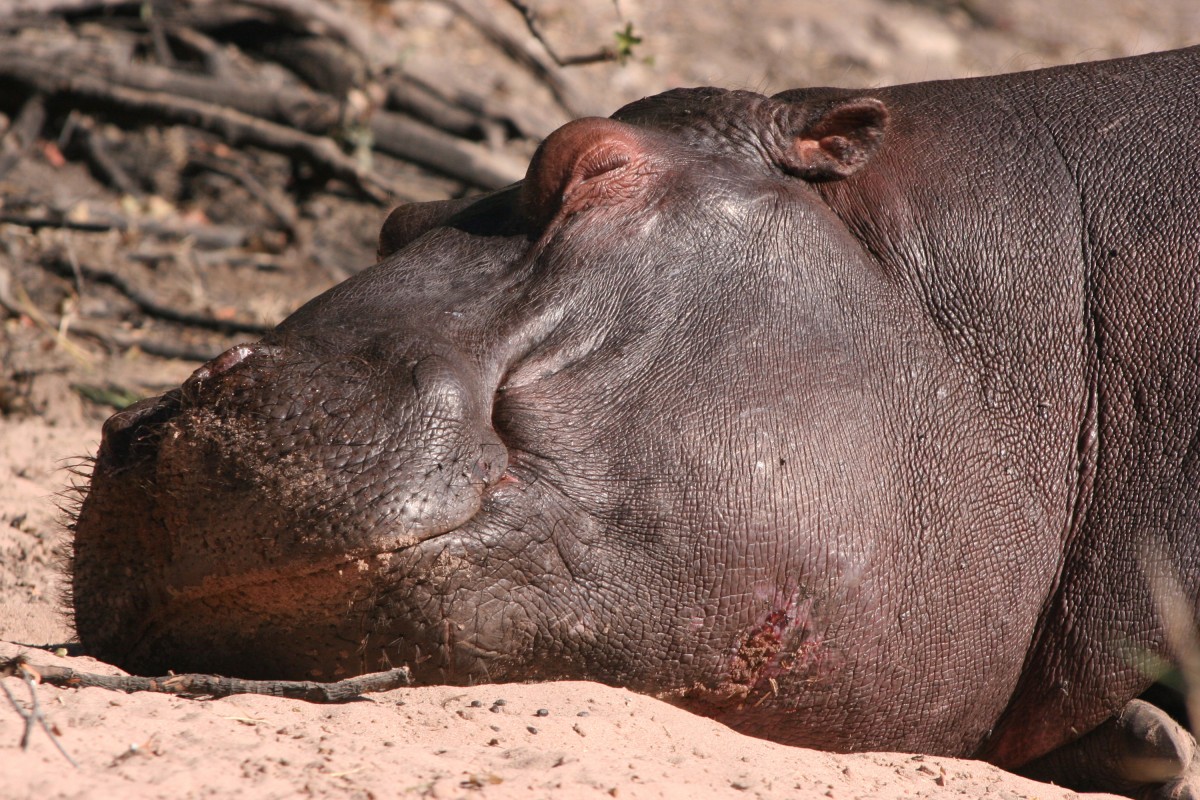 Keep Wild Animals Out of Your Backyard