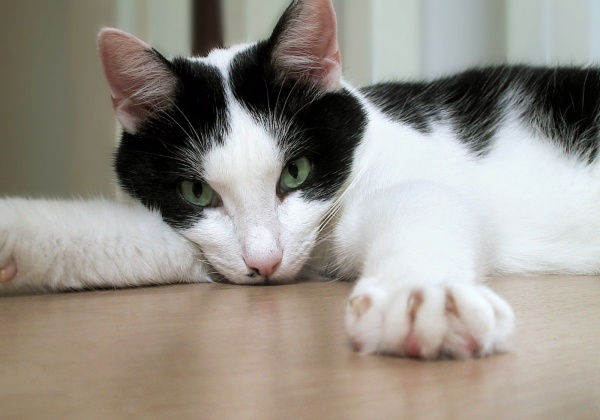 Israel Bans Declawing!
