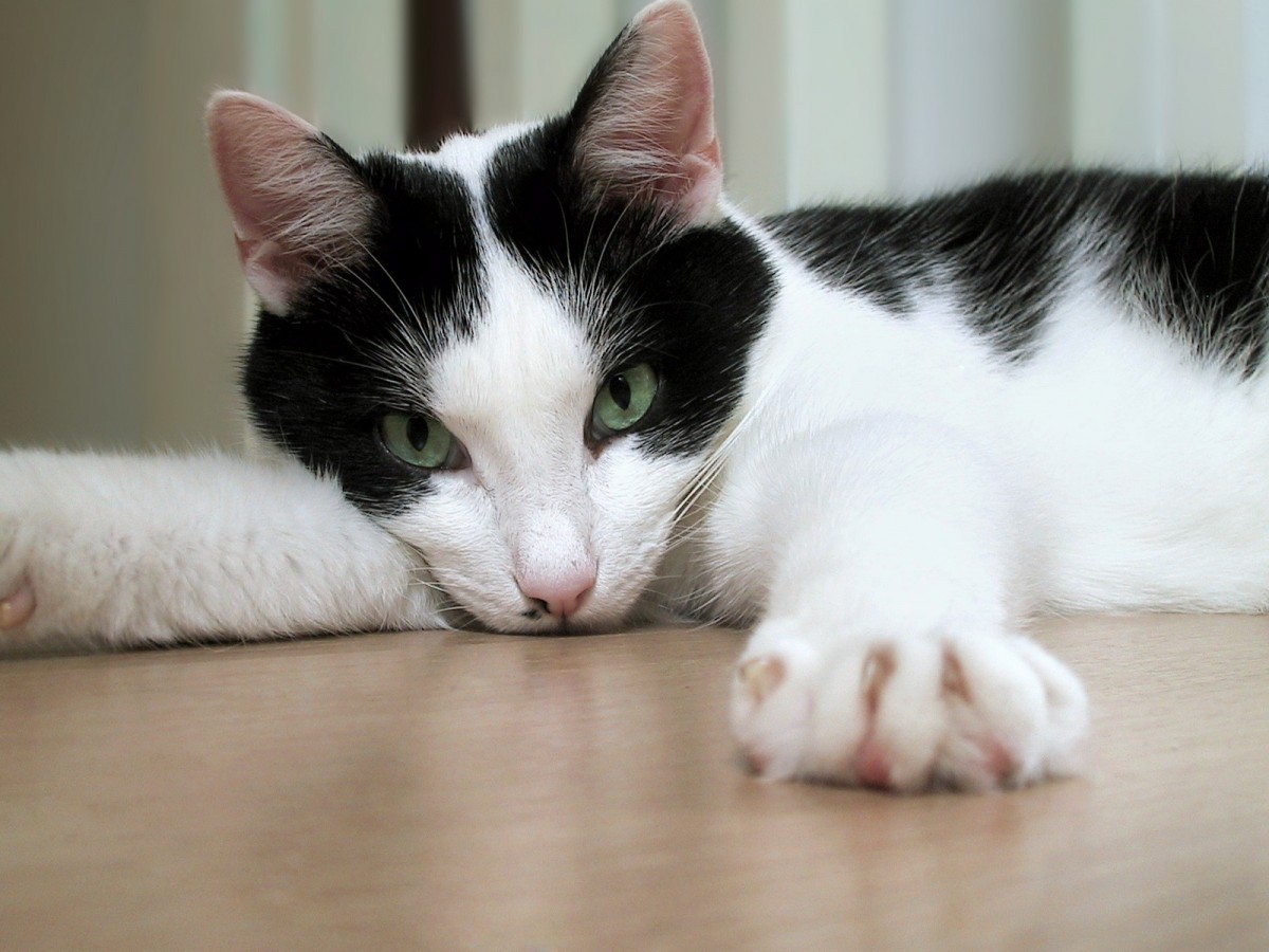 Israel Bans Declawing!