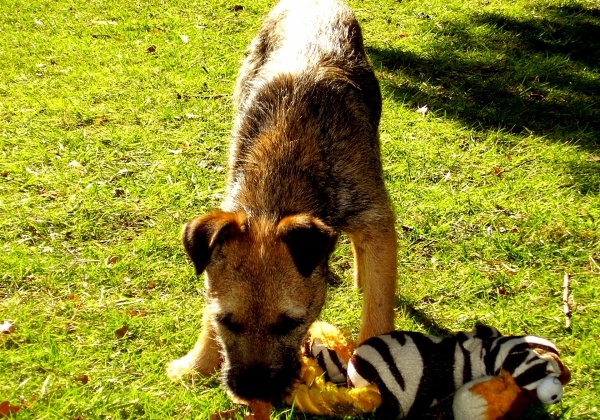 Love on a Shoestring: Cheap and Simple Toys for Your Dog or Cat