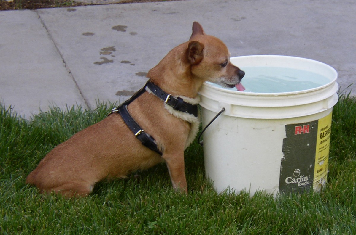 Dog drinking summer