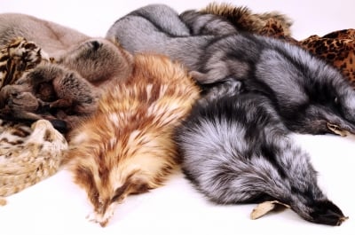 Fox fur