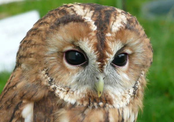 Five Fun Facts About Owls