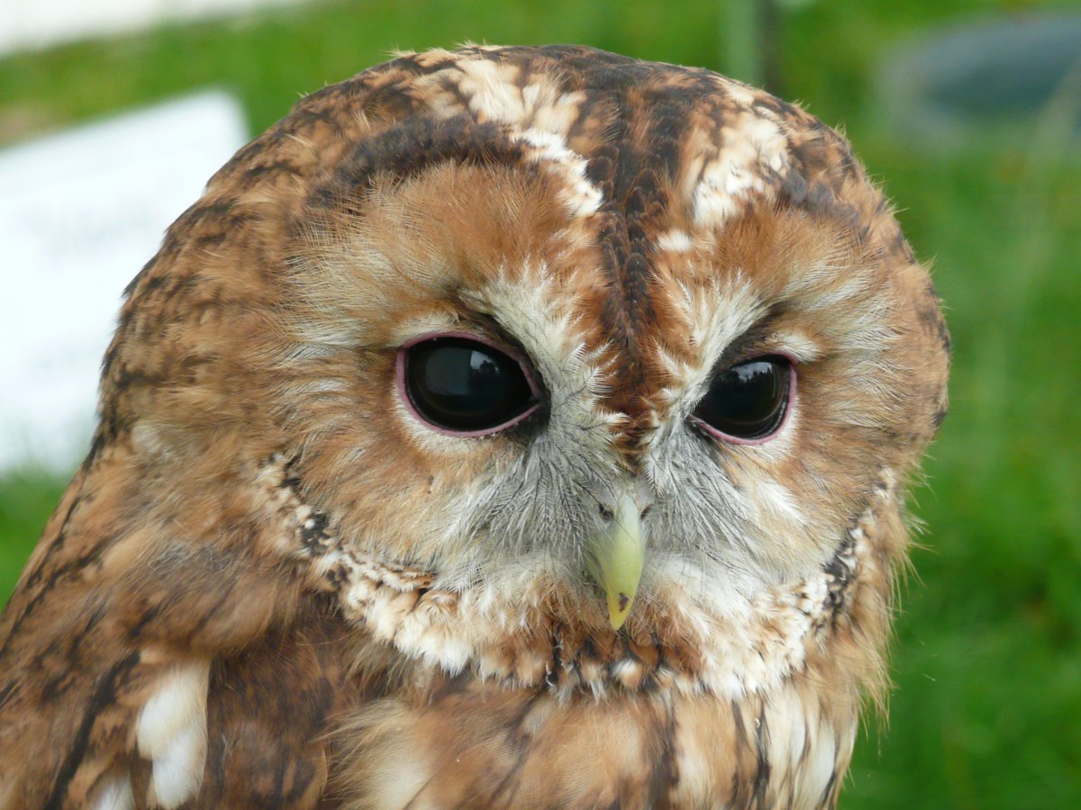 Five Fun Facts About Owls