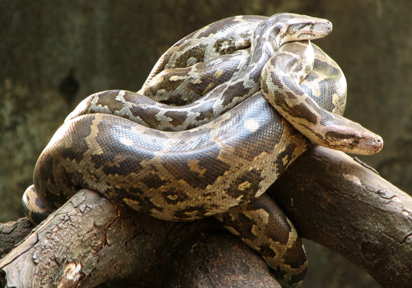 Animals Languish at Dong Tam Snake Farm