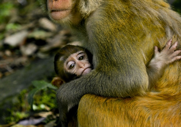 Amazing Animal Moms