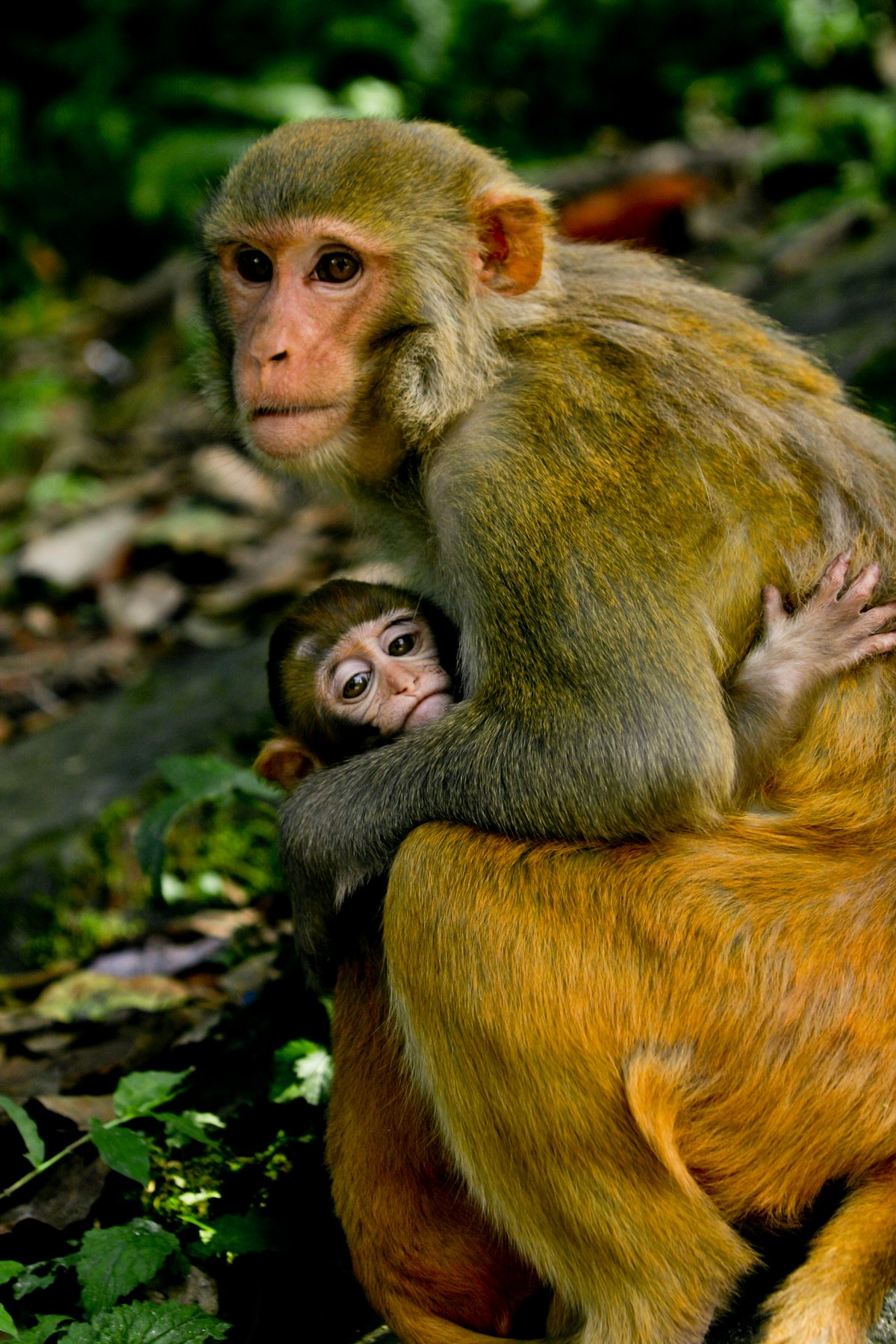 Amazing Animal Moms