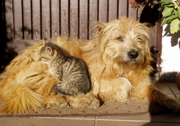 When Animals Need Rescuing From ‘Rescuers’!