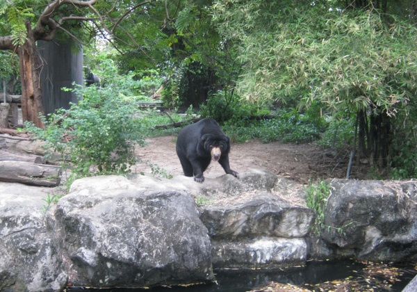 Appalling Animal Attractions, Part 4: Dusit Zoo, Bangkok, Thailand