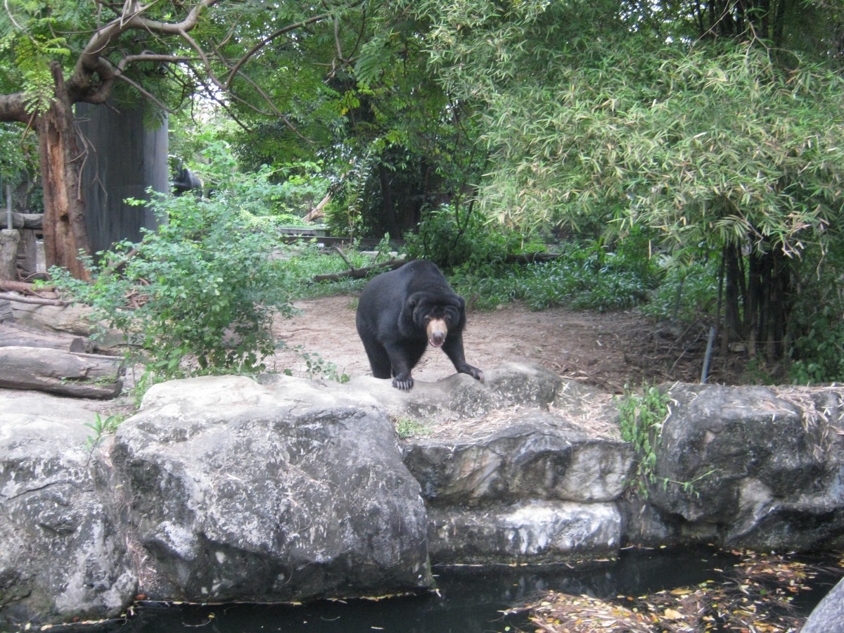 Appalling Animal Attractions, Part 4: Dusit Zoo, Bangkok, Thailand