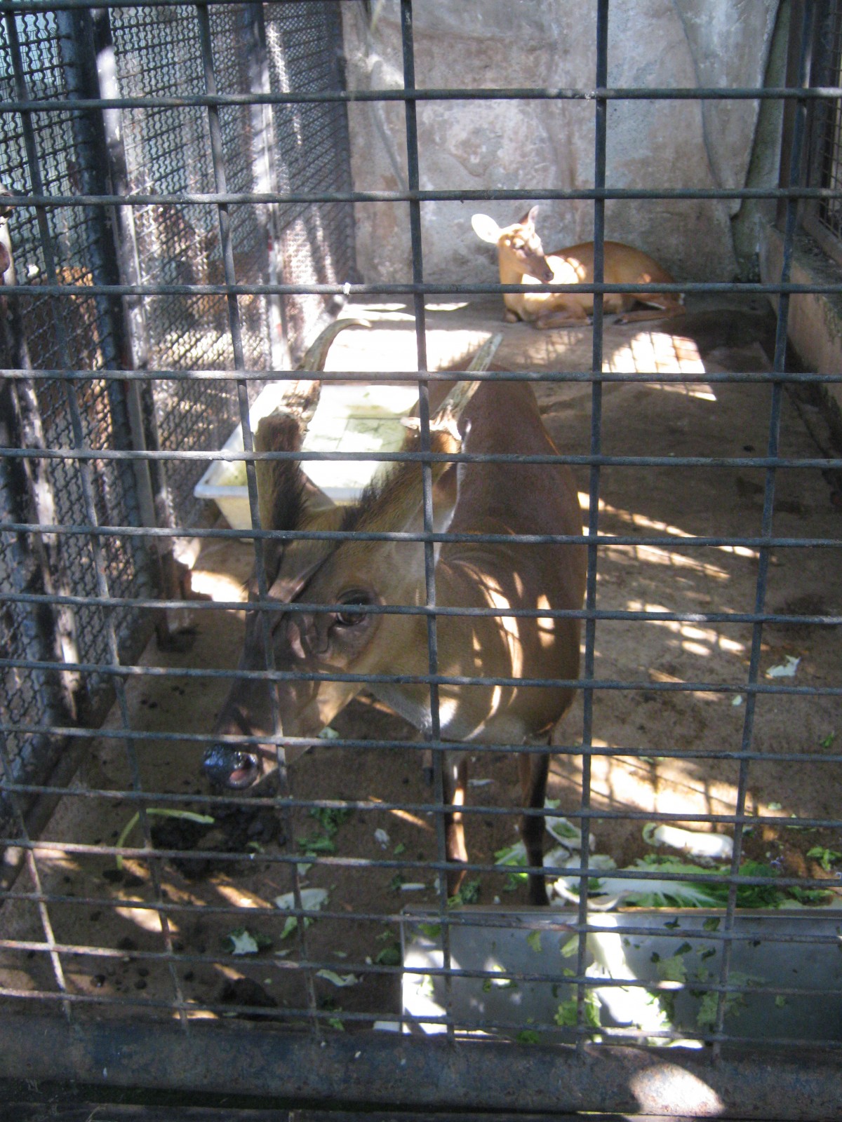 Pata Zoo, October 24, 2011 (6) Deer Pata