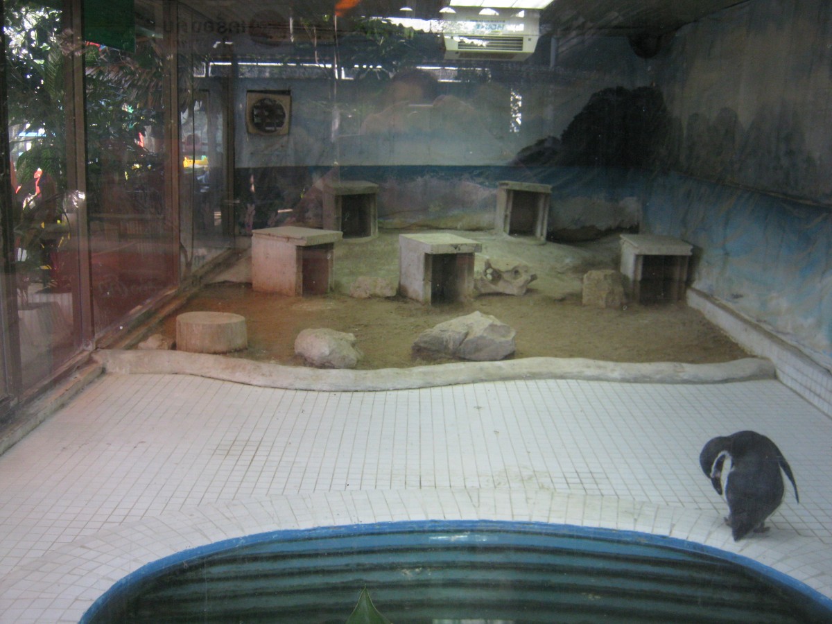 Pata Zoo, October 24, 2011 (8) Penguin
