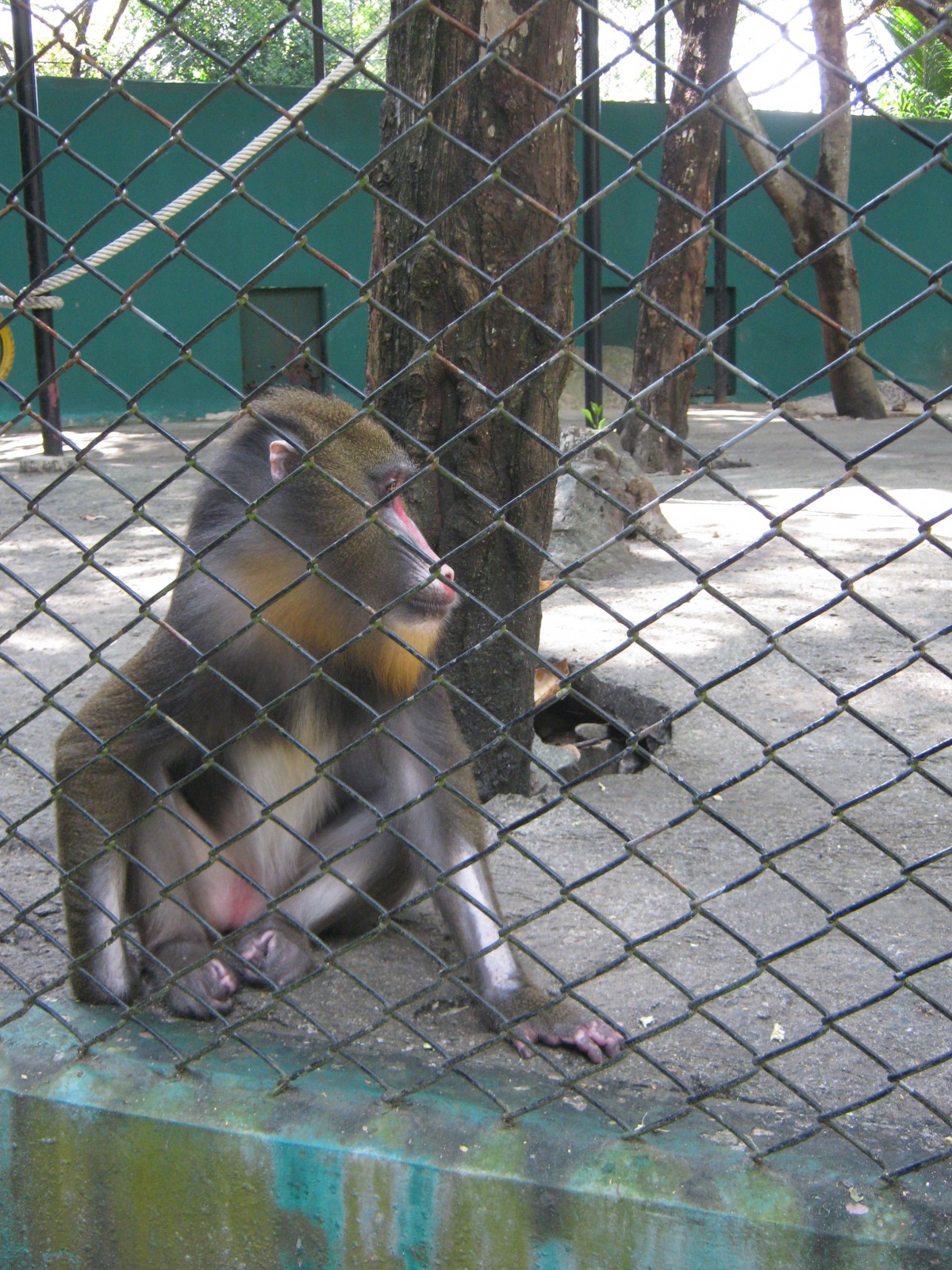 Monkey cages