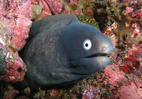 Fish Are Friends, Not Food!