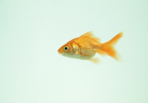Why a Dead Fish Doesn’t Make for Good PR