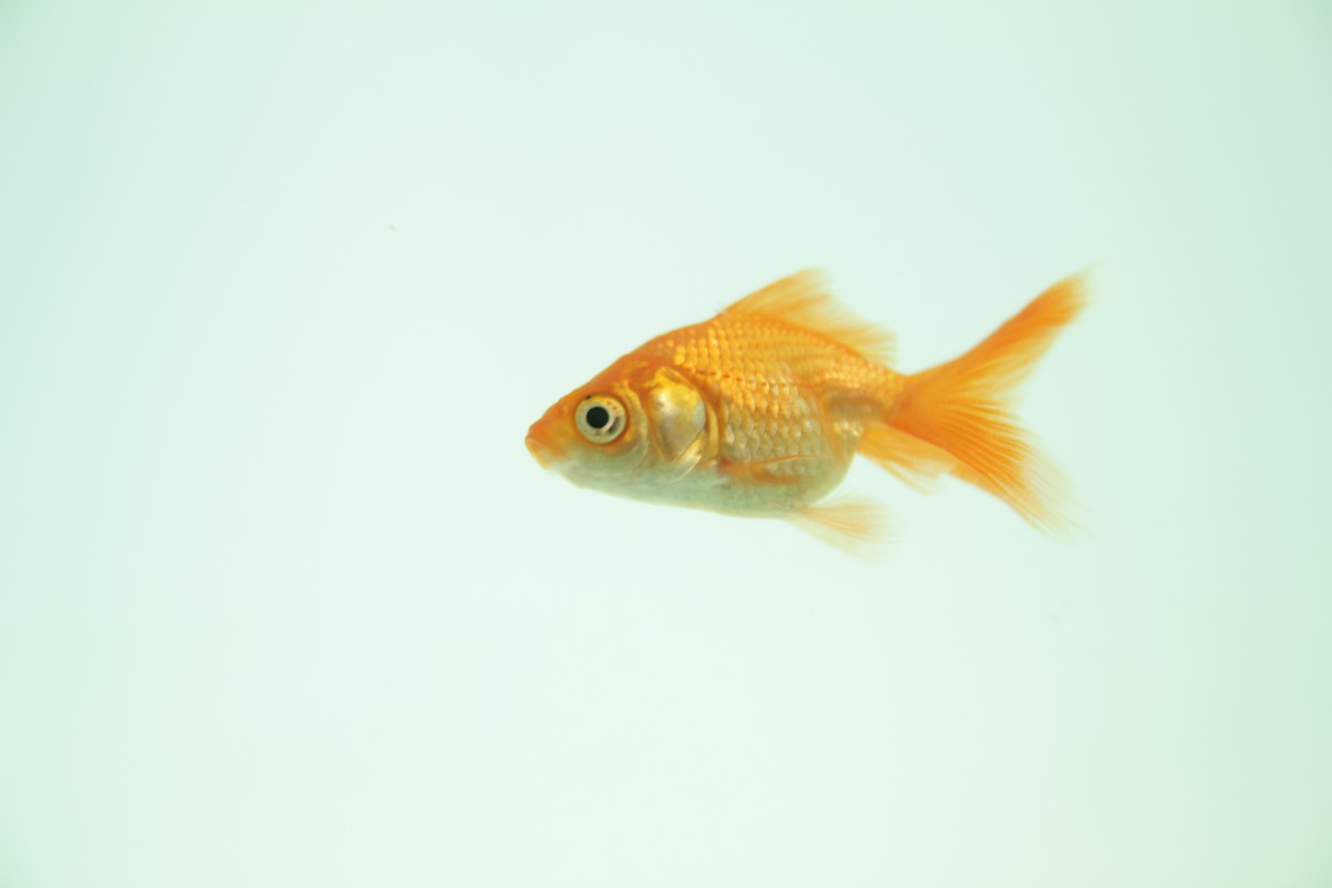 Goldfish PR