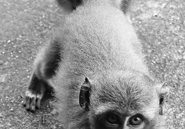 Monkey Mayhem at Monkey Mountain in Thailand