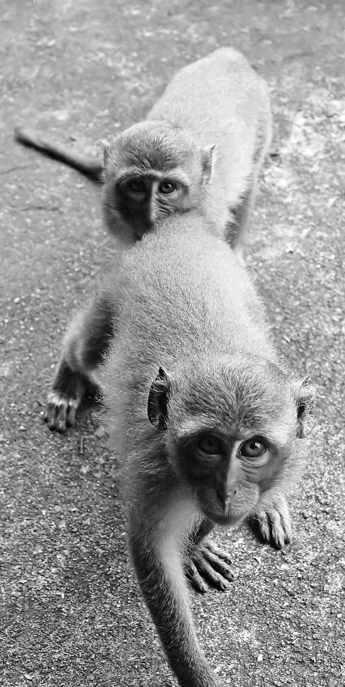 Monkey Mayhem at Monkey Mountain in Thailand