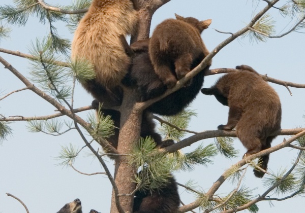 Top 10 Reasons Not to Wear Fur (Photo List)