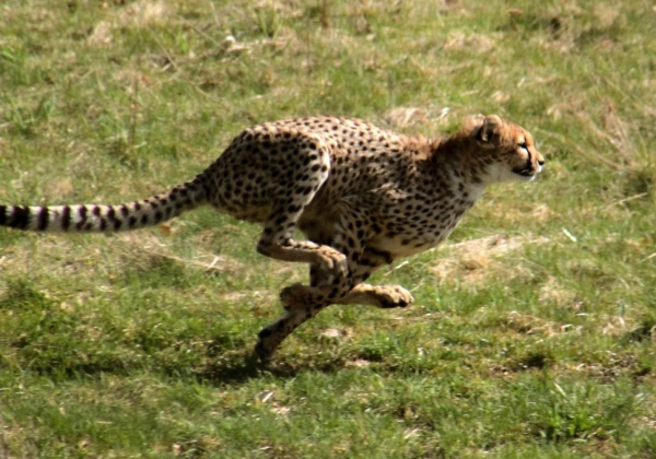 Top Five Animal Athletes