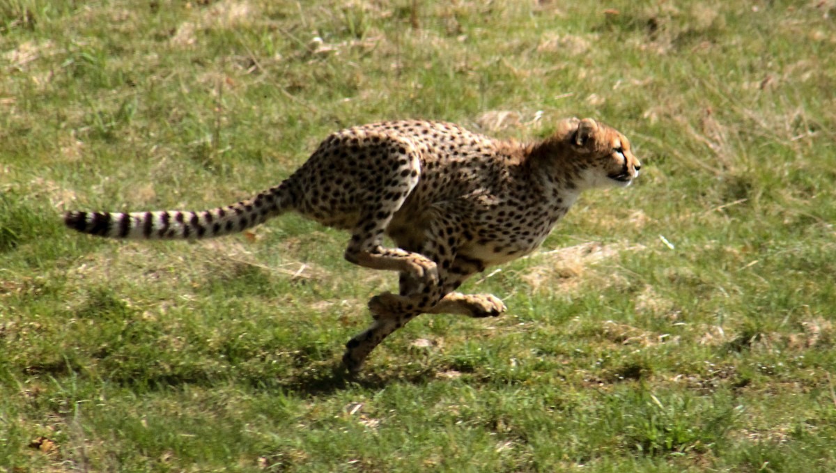 Fast cheetah