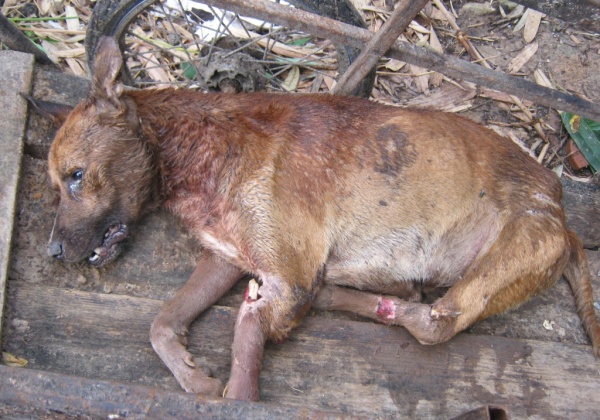 Shelter Skelter: Horrifying Conditions at Thailand Animal Shelter Revealed (Photo List)