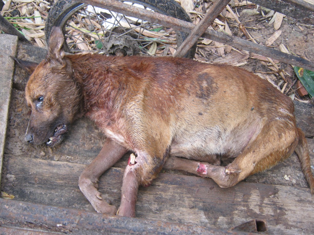 Shelter Skelter: Horrifying Conditions at Thailand Animal Shelter Revealed (Photo List)