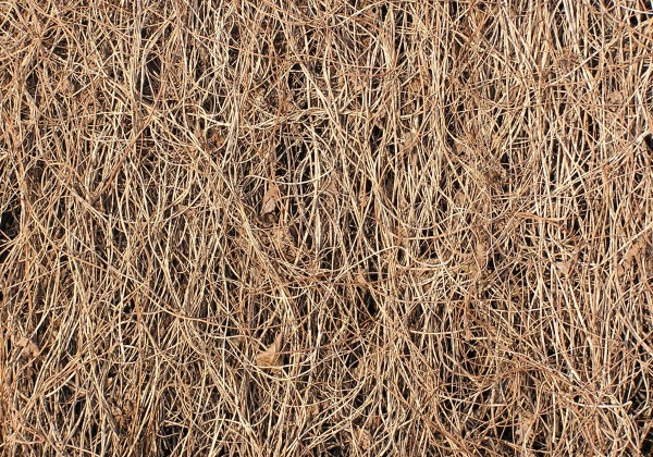 Bowerbirds—Nature’s Interior Designers