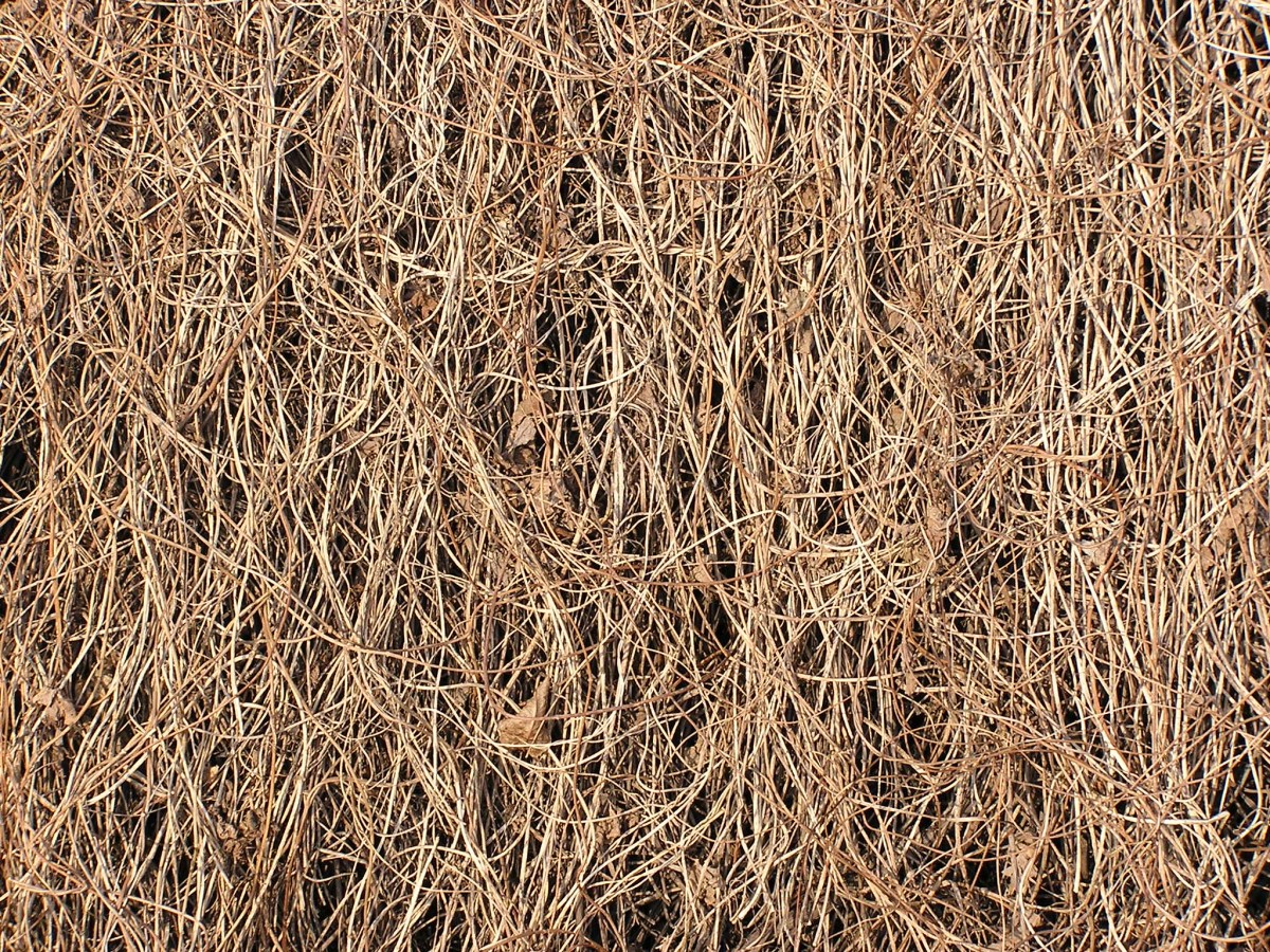 Bowerbirds—Nature’s Interior Designers